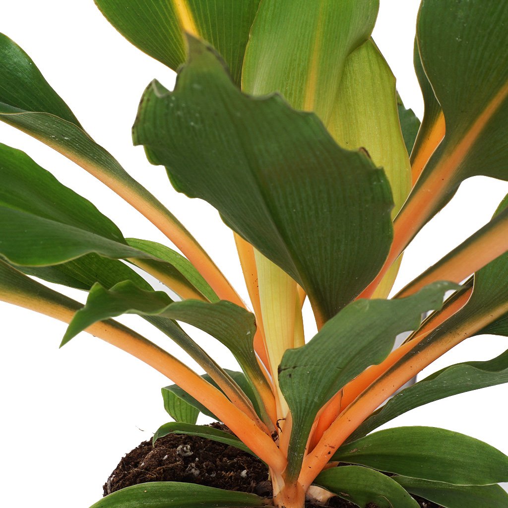 Chlorophytum Orchidastrum Green Orange (Turuncu Kurdele Çiçeği)
