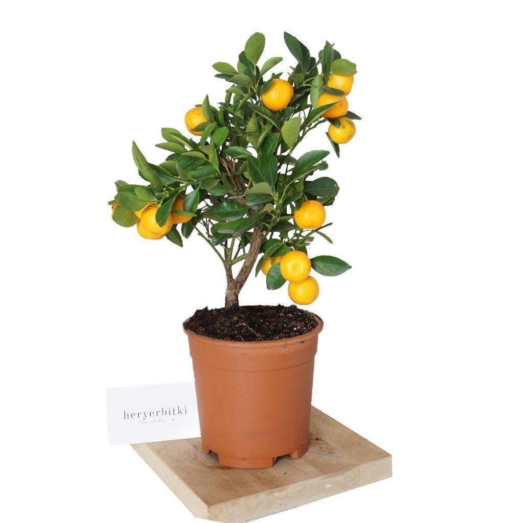 Citrus (Meyveli Süs Mandalinası)