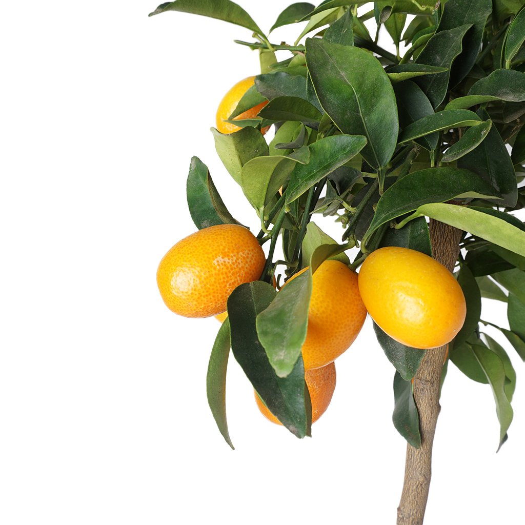 Citrus Plant (Kumkuat Ağacı Bitkisi)
