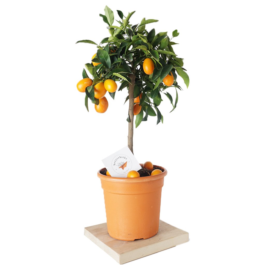 Citrus Plant (Kumkuat Ağacı Bitkisi)