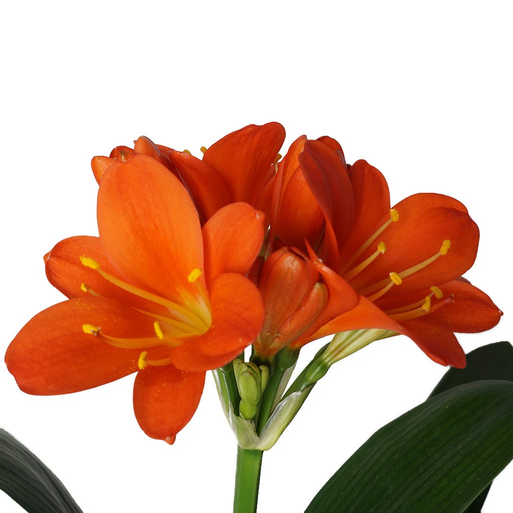 Clivia Orange (Klivya Çiçeği)
