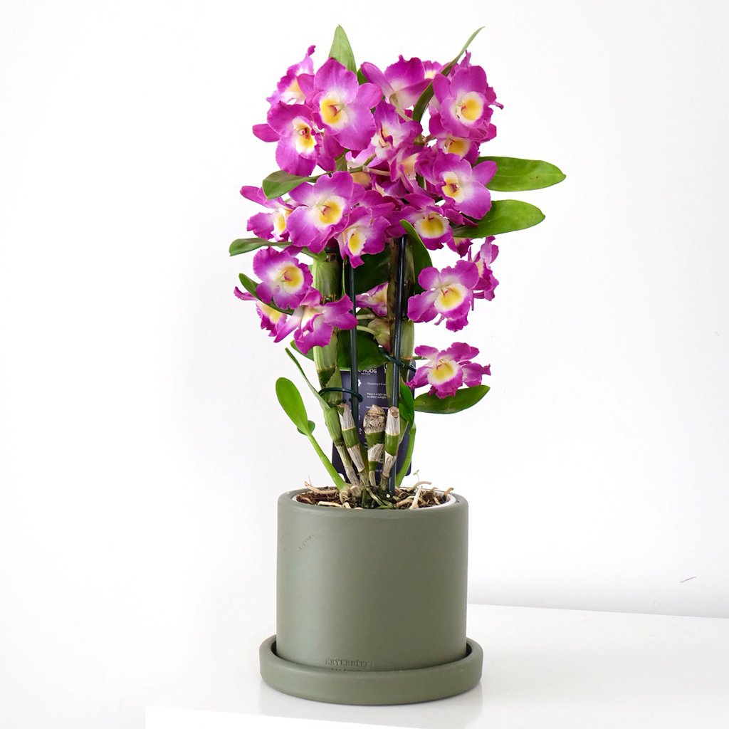 Dendrobium Purple (Kokulu Orkide)