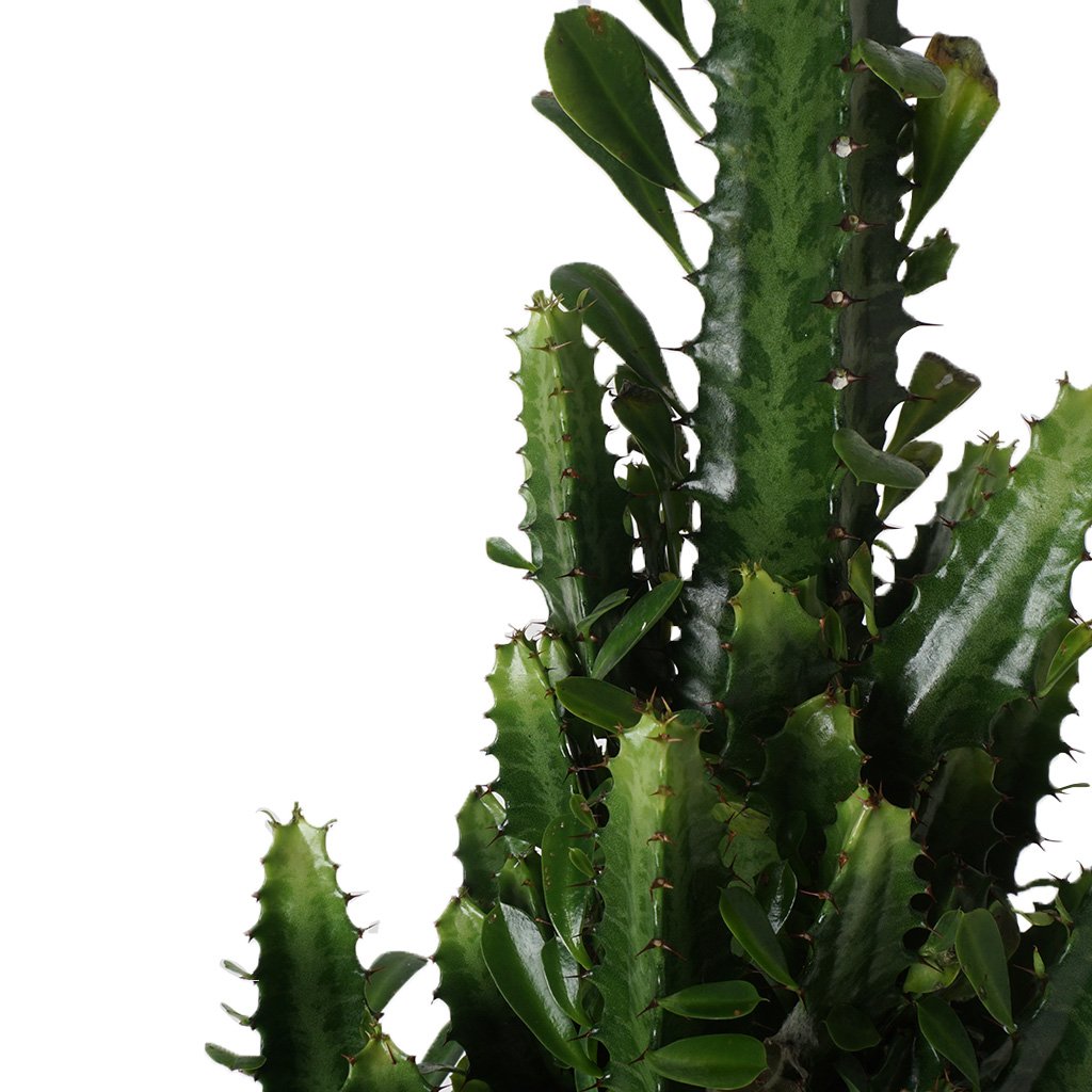 Dev Kaktüs Euphorbia (Afrika Süt Ağacı)