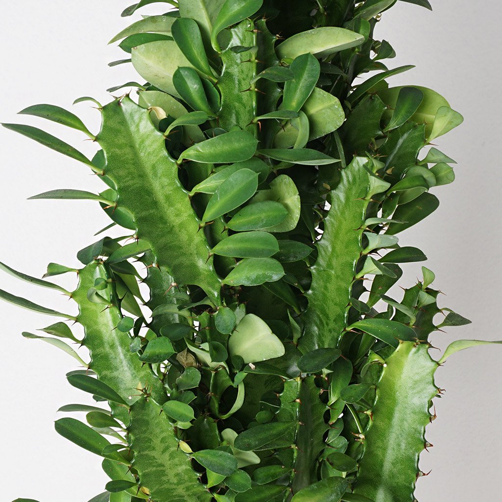 Euphorbia (Afrika Süt Ağacı Kaktüs) 60-70cm