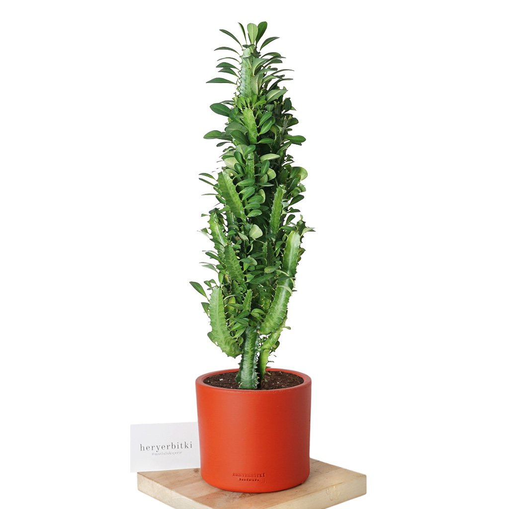 Euphorbia (Afrika Süt Ağacı Kaktüs) 60-70cm