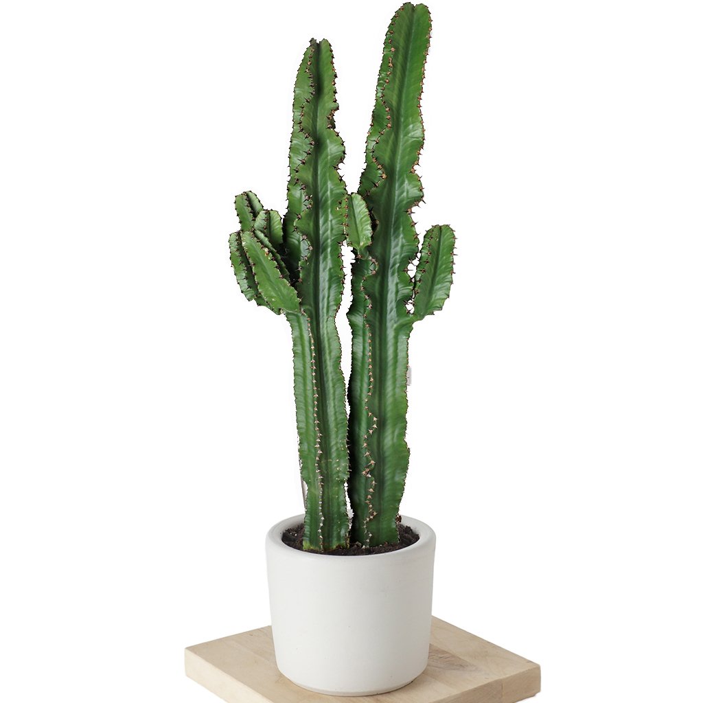 Euphorbia Erytrea Cactus - 90 cm