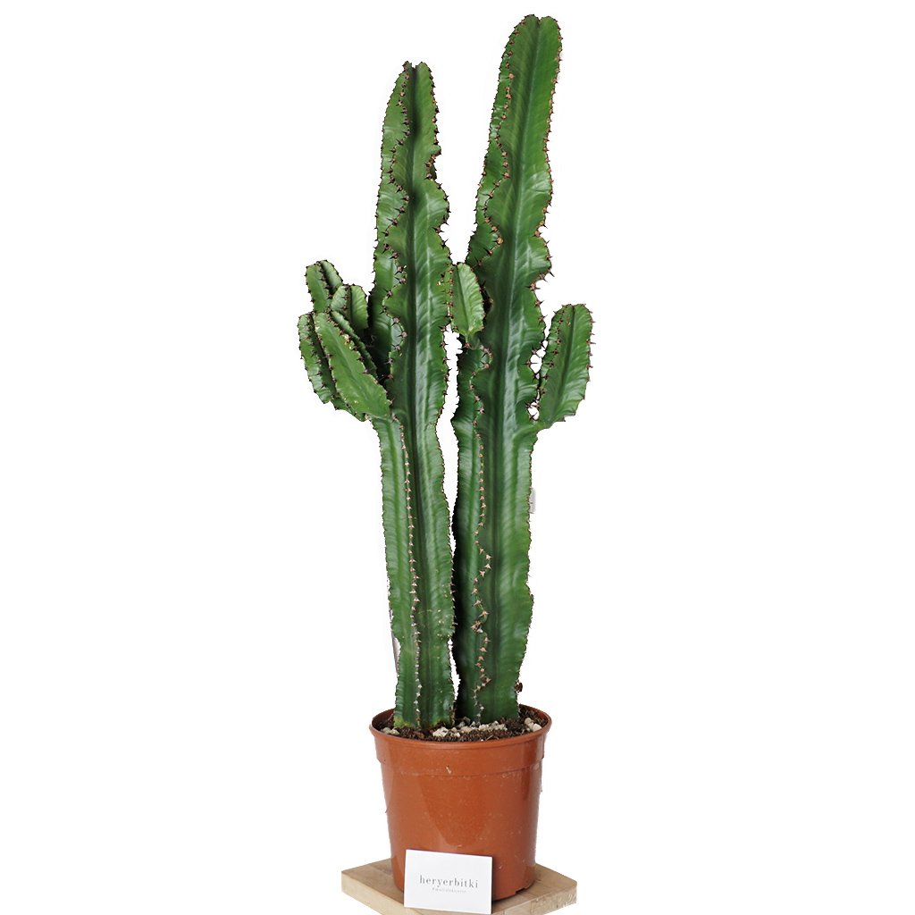 Euphorbia Erytrea Cactus - 90 cm