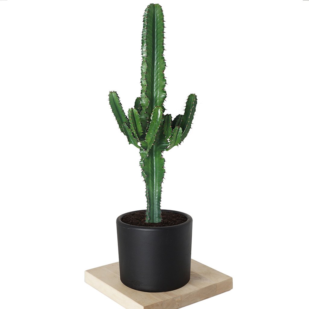Euphorbia Erytrea Cactus (Kaktüs)