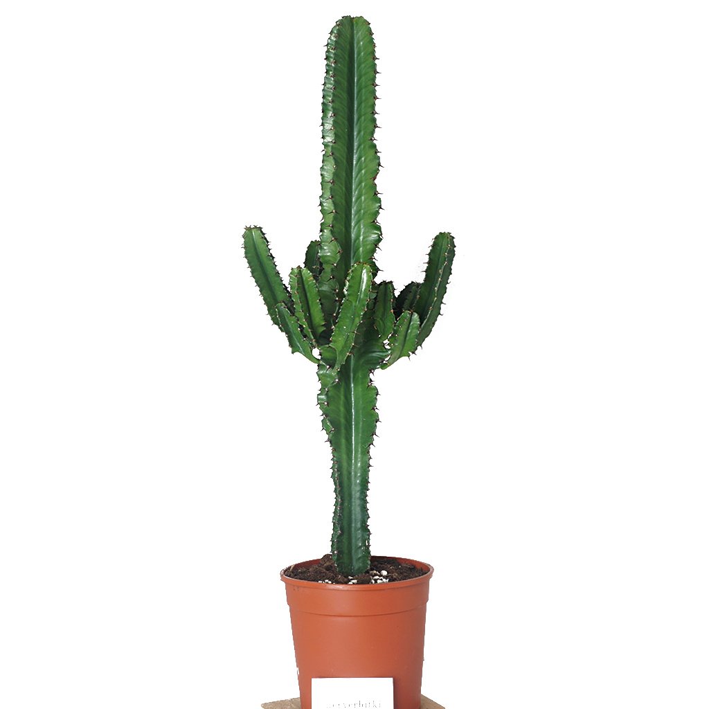 Euphorbia Erytrea Cactus (Kaktüs)