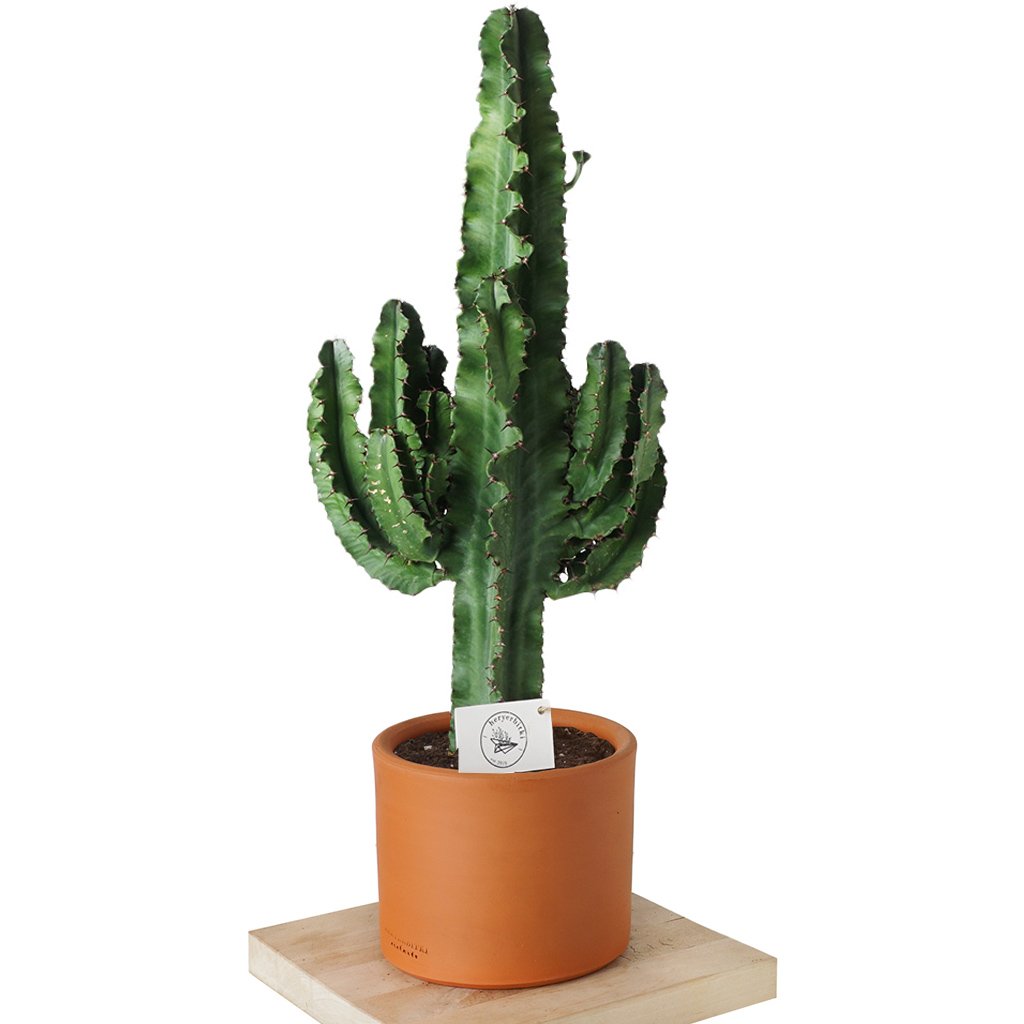 Euphorbia Erytrea Cactus LARGE (Kaktüs) - 80 cm