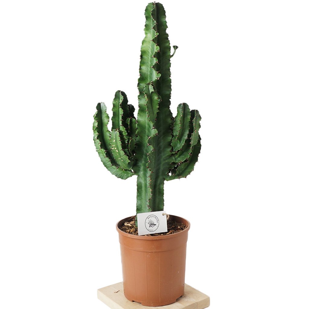 Euphorbia Erytrea Cactus LARGE (Kaktüs) - 80 cm