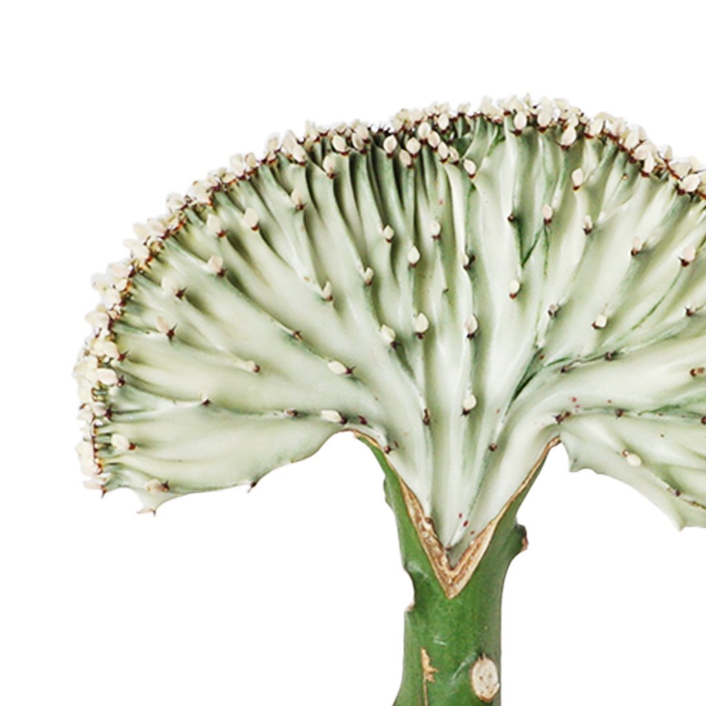 Euphorbia Lactea Cristata (Kaktüs) Large
