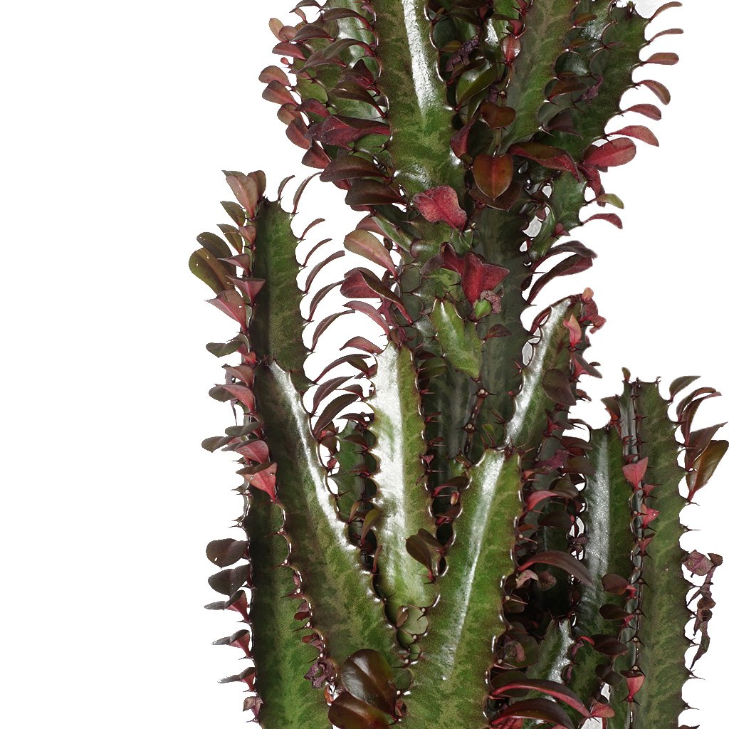 Euphorbia Rubra (Kırmızı Afrika Süt Ağacı Kaktüs) 60cm