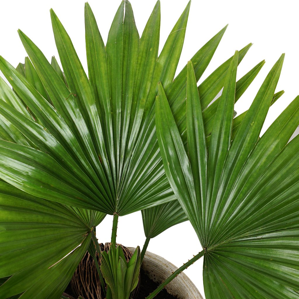 Livistona Rotundifolia (Palmiye Bitkisi)