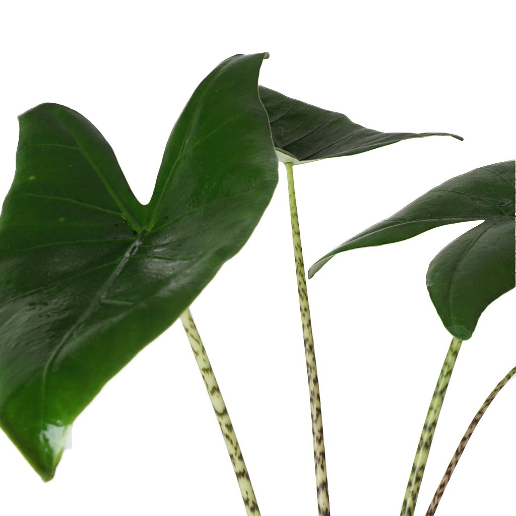alocasia zebrina yaprağı
