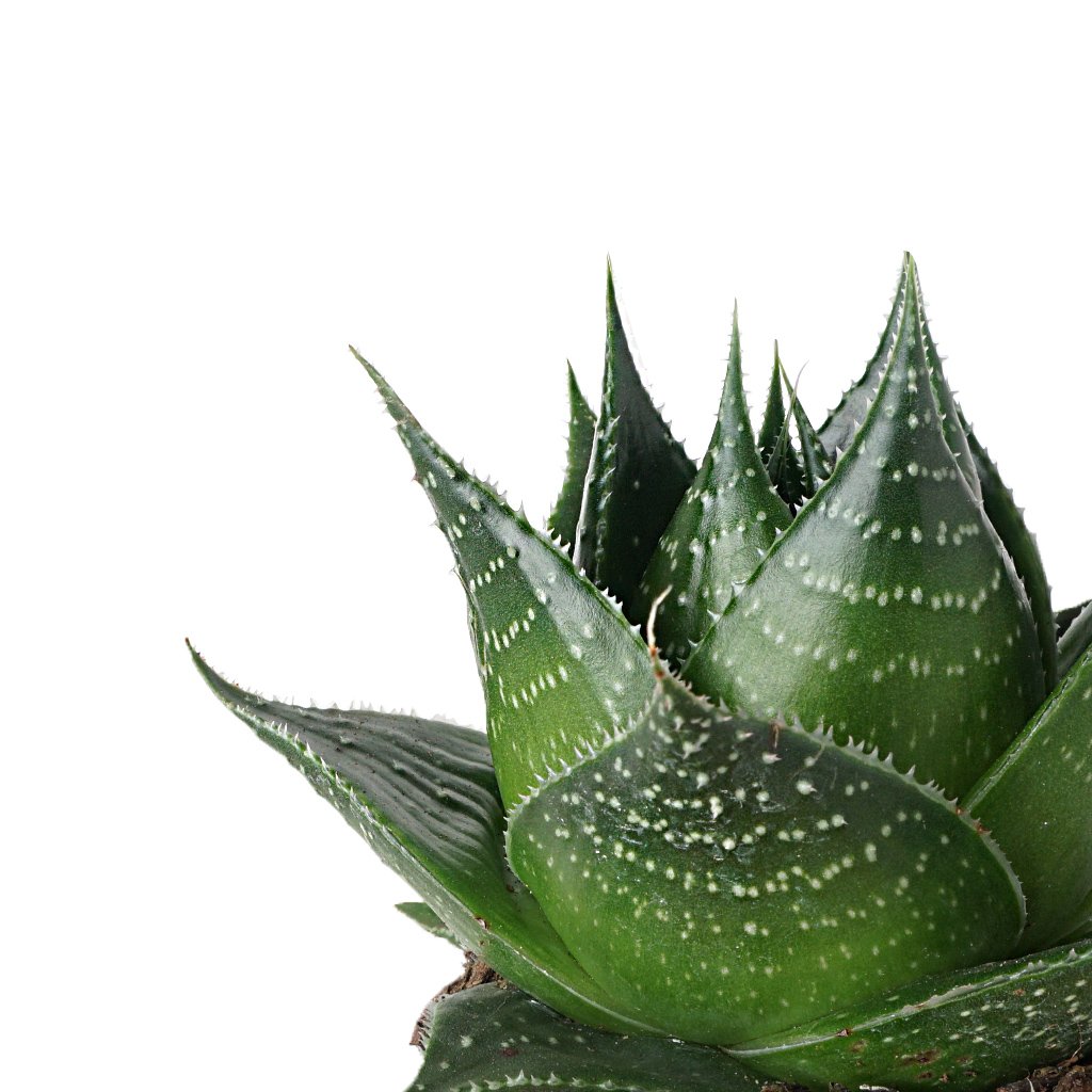 Aloe Aristata Cosmo (Aloe Kaktüs)