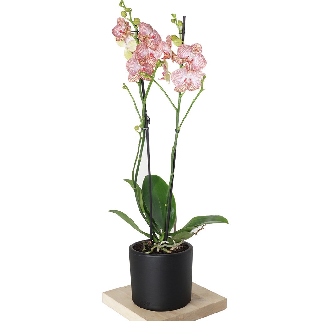 Phalaenopsis Orchids (Alacalı Orkide)