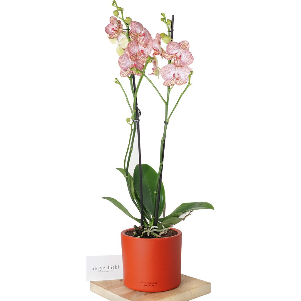 Phalaenopsis Orchids (Alacalı Orkide)