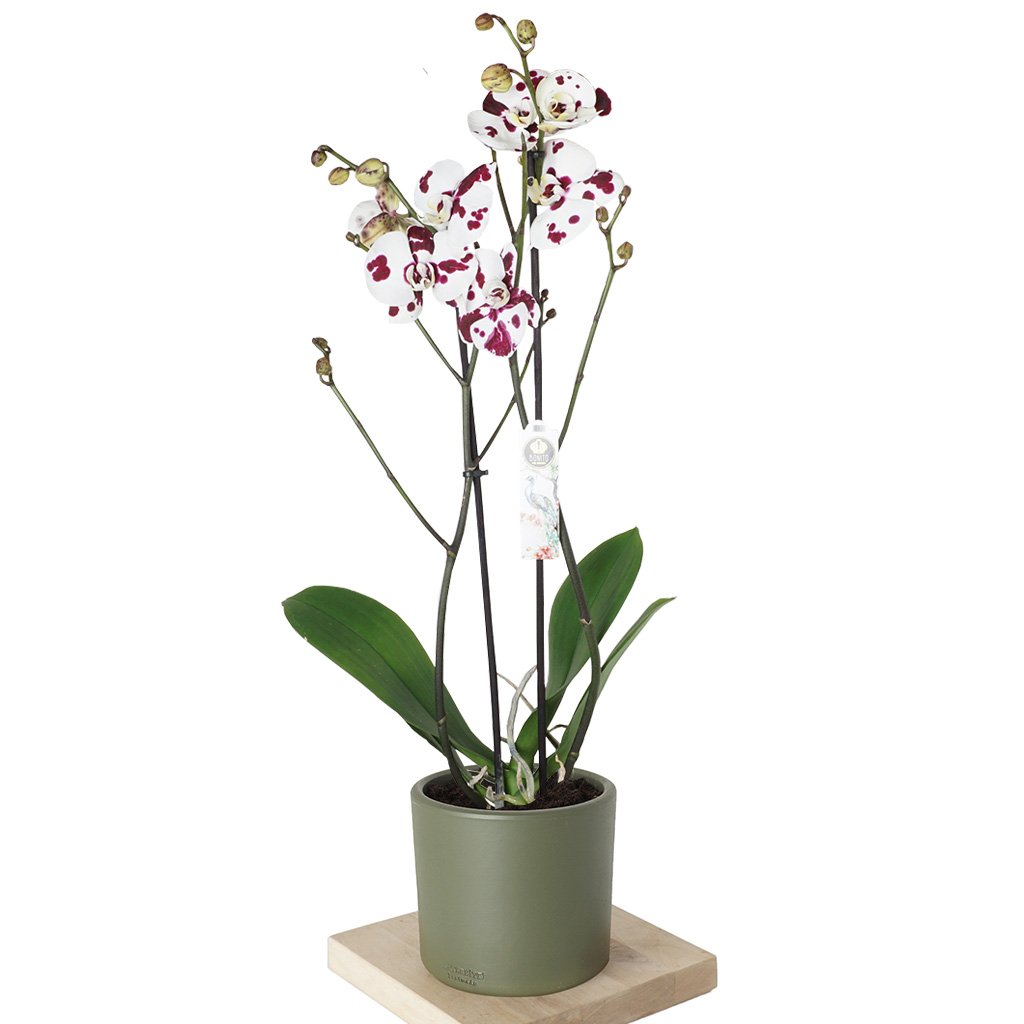 Phalaenopsis Orchids (Benekli Orkide)