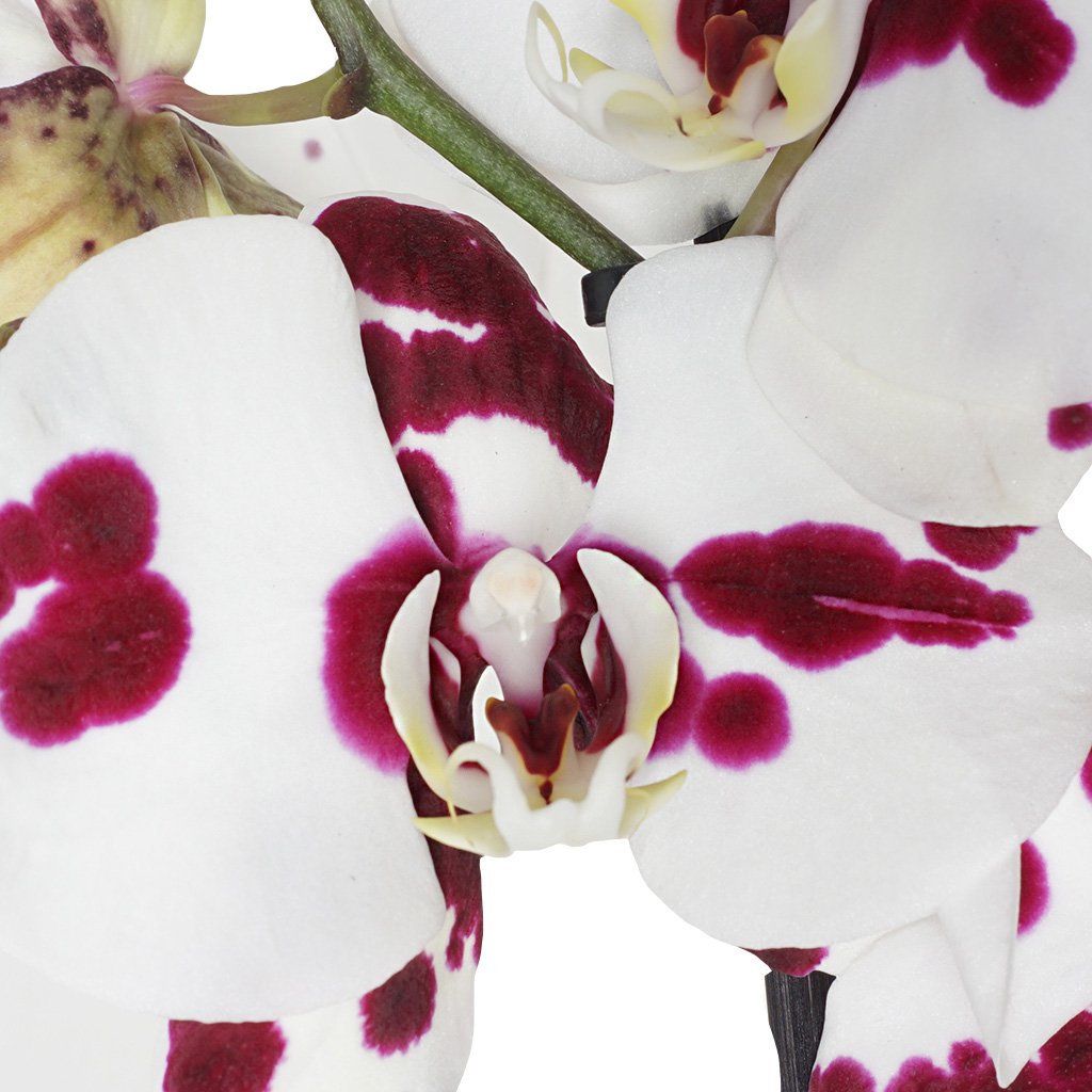 Phalaenopsis Orchids (Benekli Orkide)