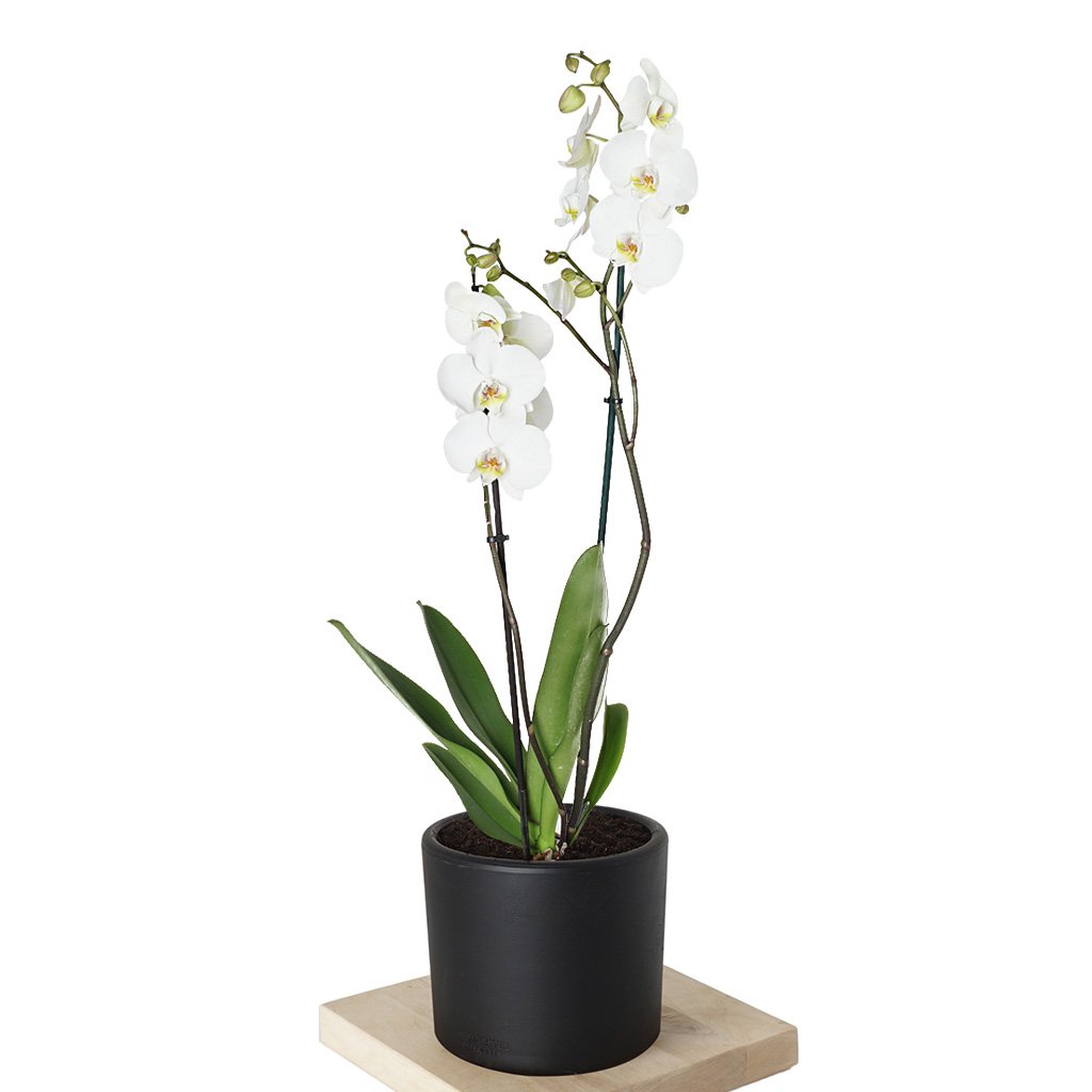 Phalaenopsis Orchids (Beyaz Orkide)