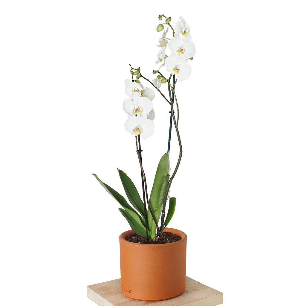 Phalaenopsis Orchids (Beyaz Orkide)