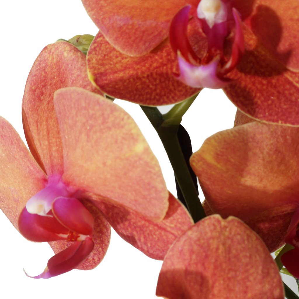ateş orkide detay