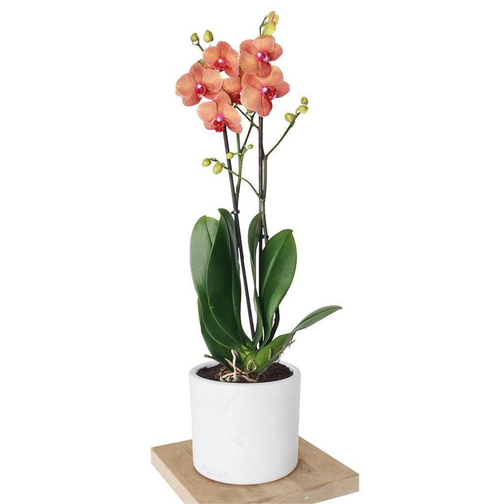 Phalaenopsis Orchids (Coral Orkide)