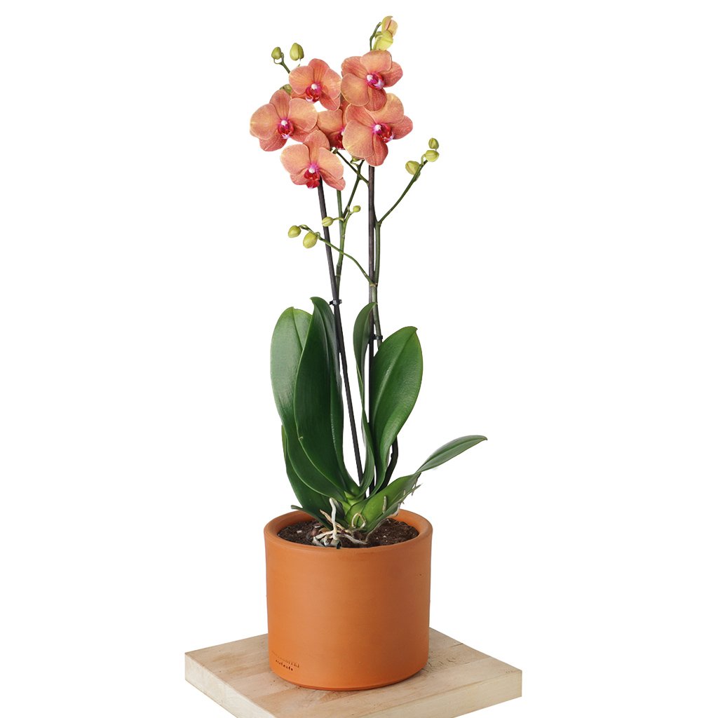 terracotta saksıda ateş orkide