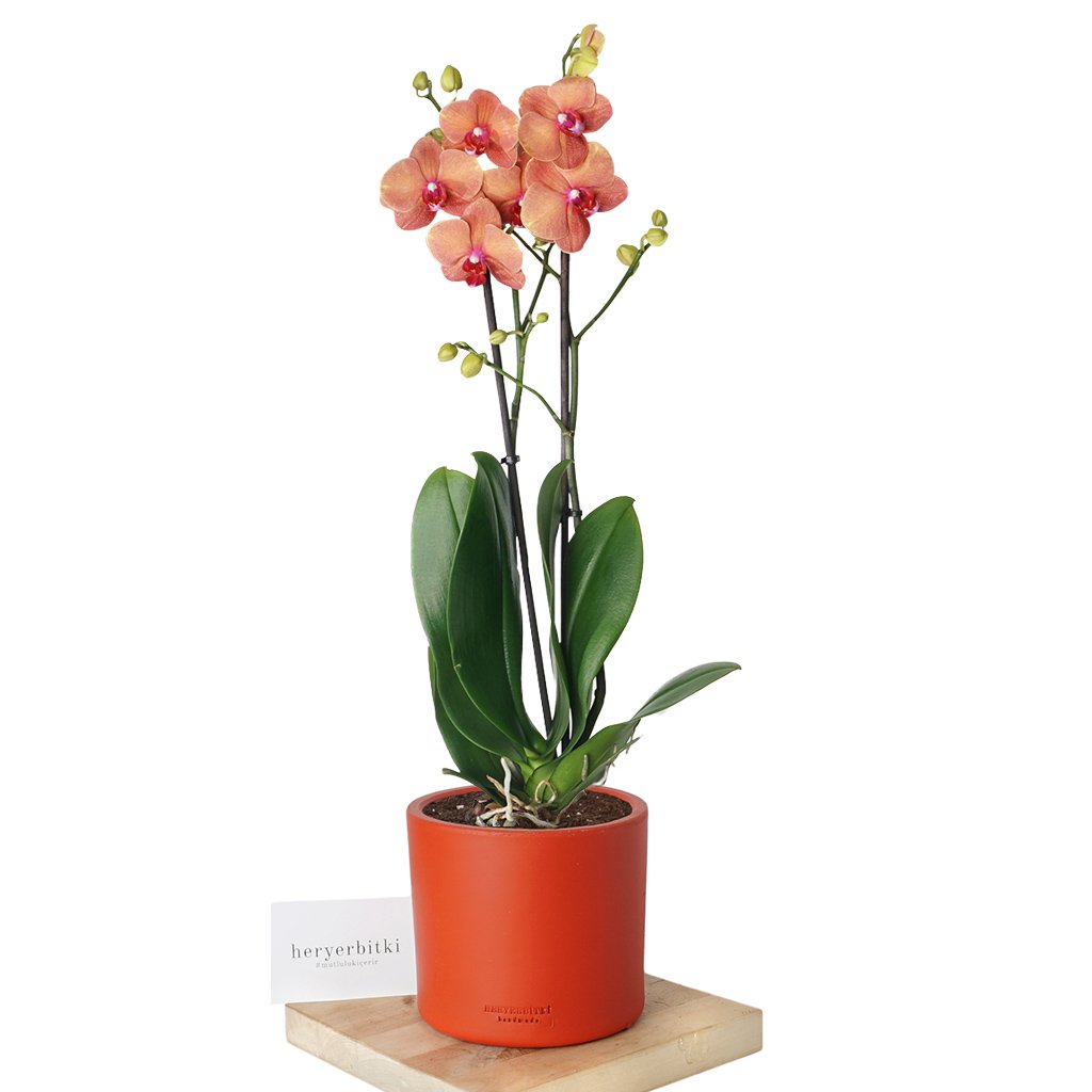 Phalaenopsis Orchids (Coral Orkide)