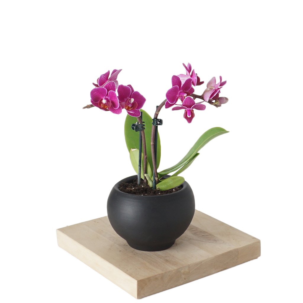 Phalaenopsis Orchids Mini (Pembe Orkide)