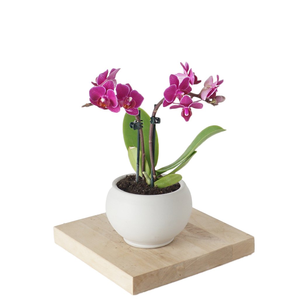 Phalaenopsis Orchids Mini (Pembe Orkide)