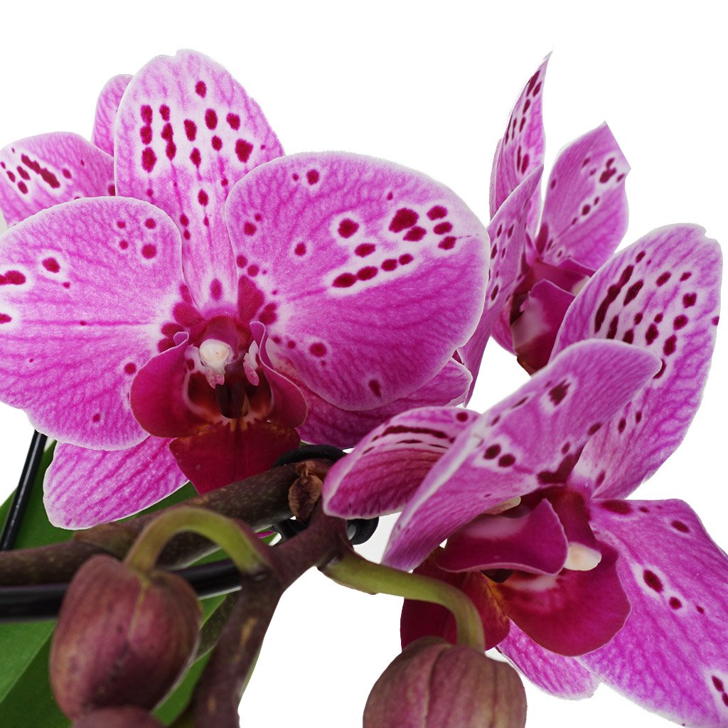 Phalaenopsis Orchids (Mor Benekli Orkide)