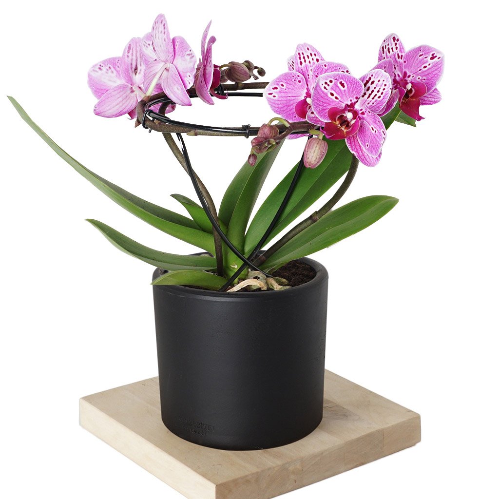 Phalaenopsis Orchids (Mor Benekli Orkide)