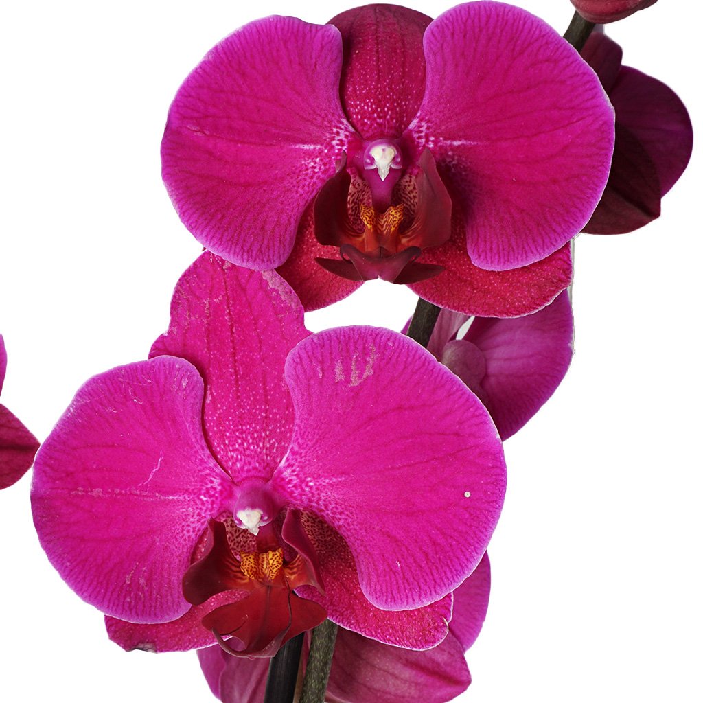 Phalaenopsis Orchids (Mor Orkide)