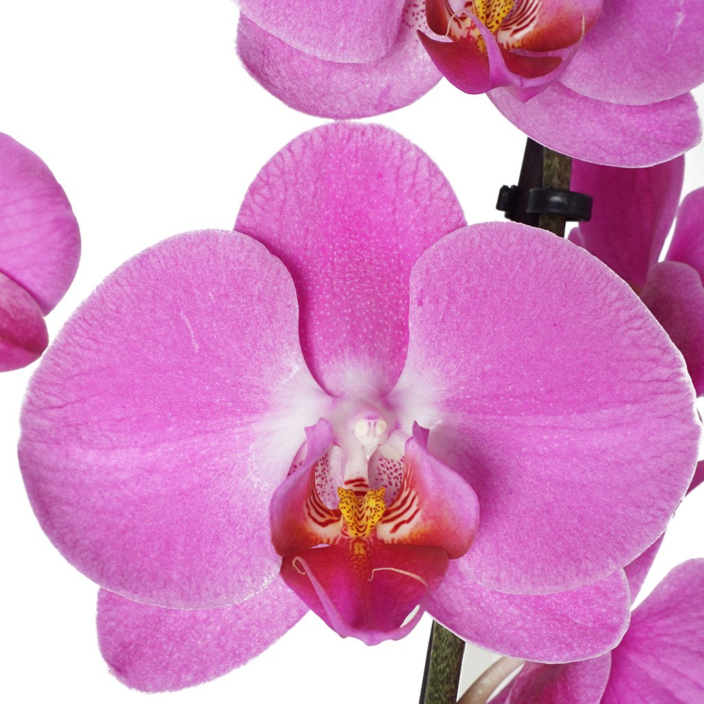Phalaenopsis Orchids (Mor Orkide)
