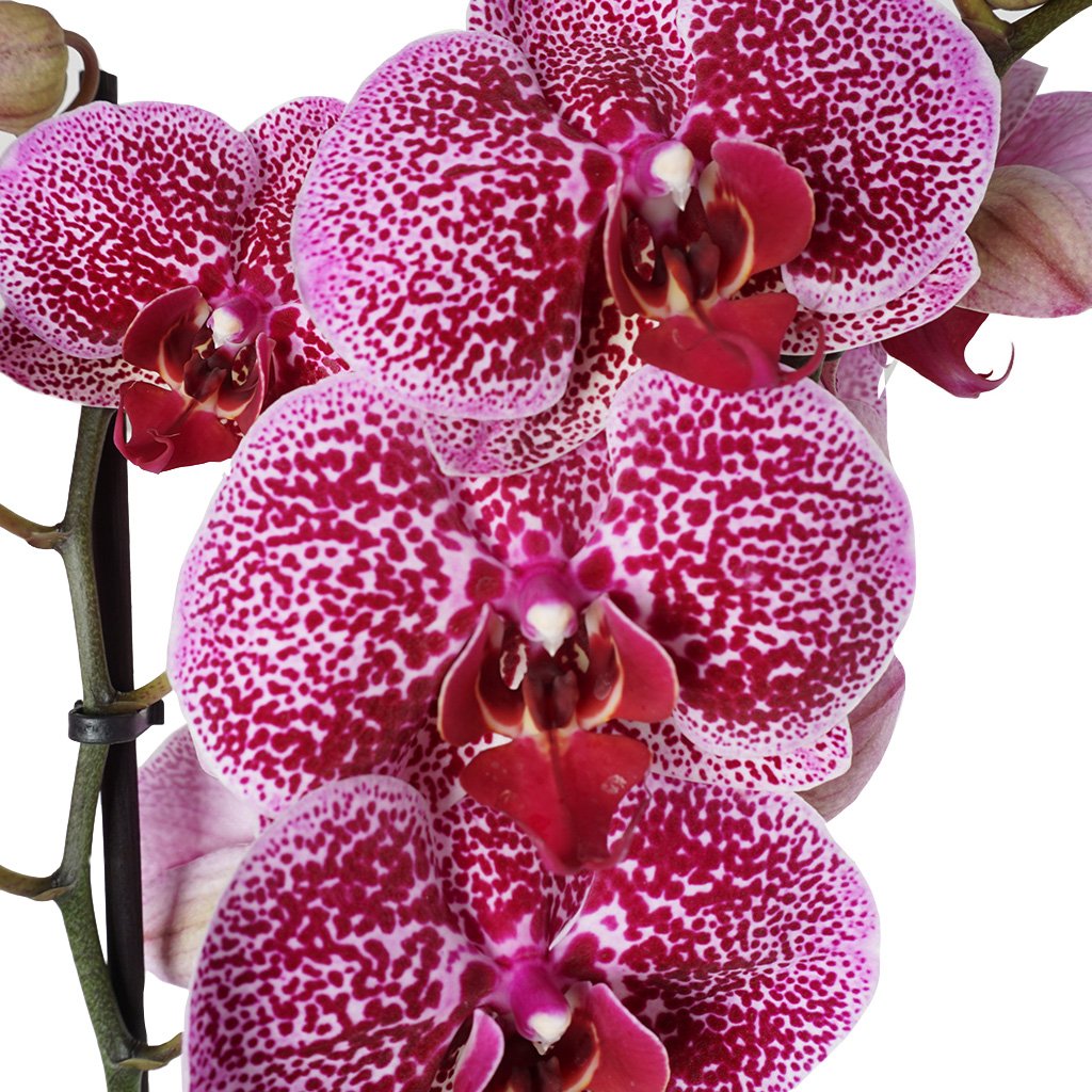 Phalaenopsis Orchids (Seprano Orkide)