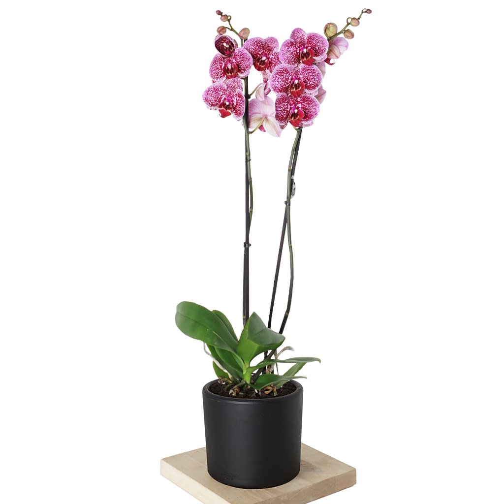 Phalaenopsis Orchids (Seprano Orkide)
