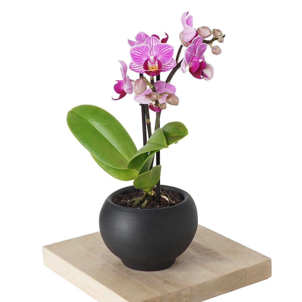 Phalaenopsis Orchids Mini (Mor Orkide)