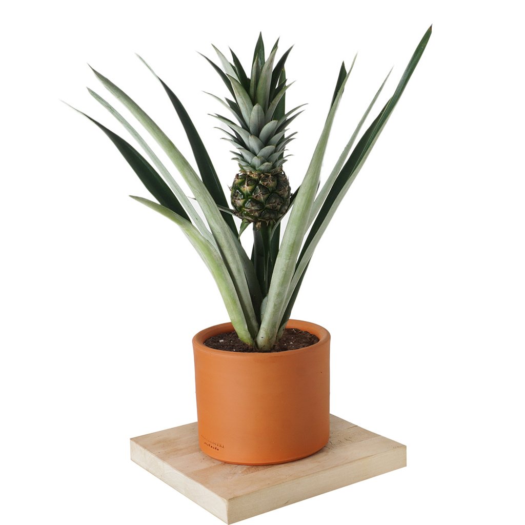 Pineapple Plant (Ananas Bitkisi)