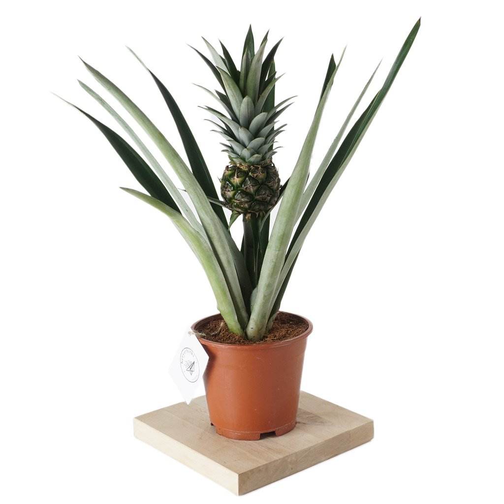 Pineapple Plant (Ananas Bitkisi)