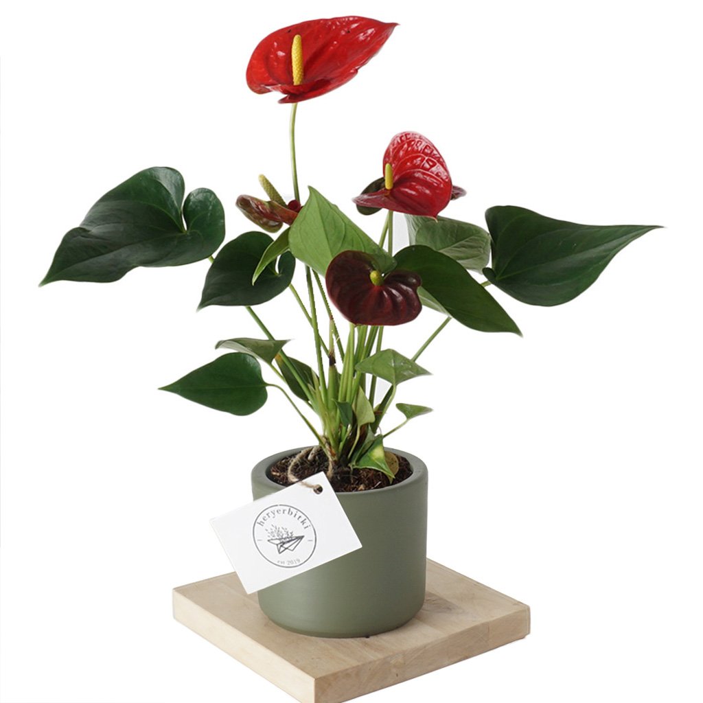 Anthurium Royal (Antoryum Çiçeği)