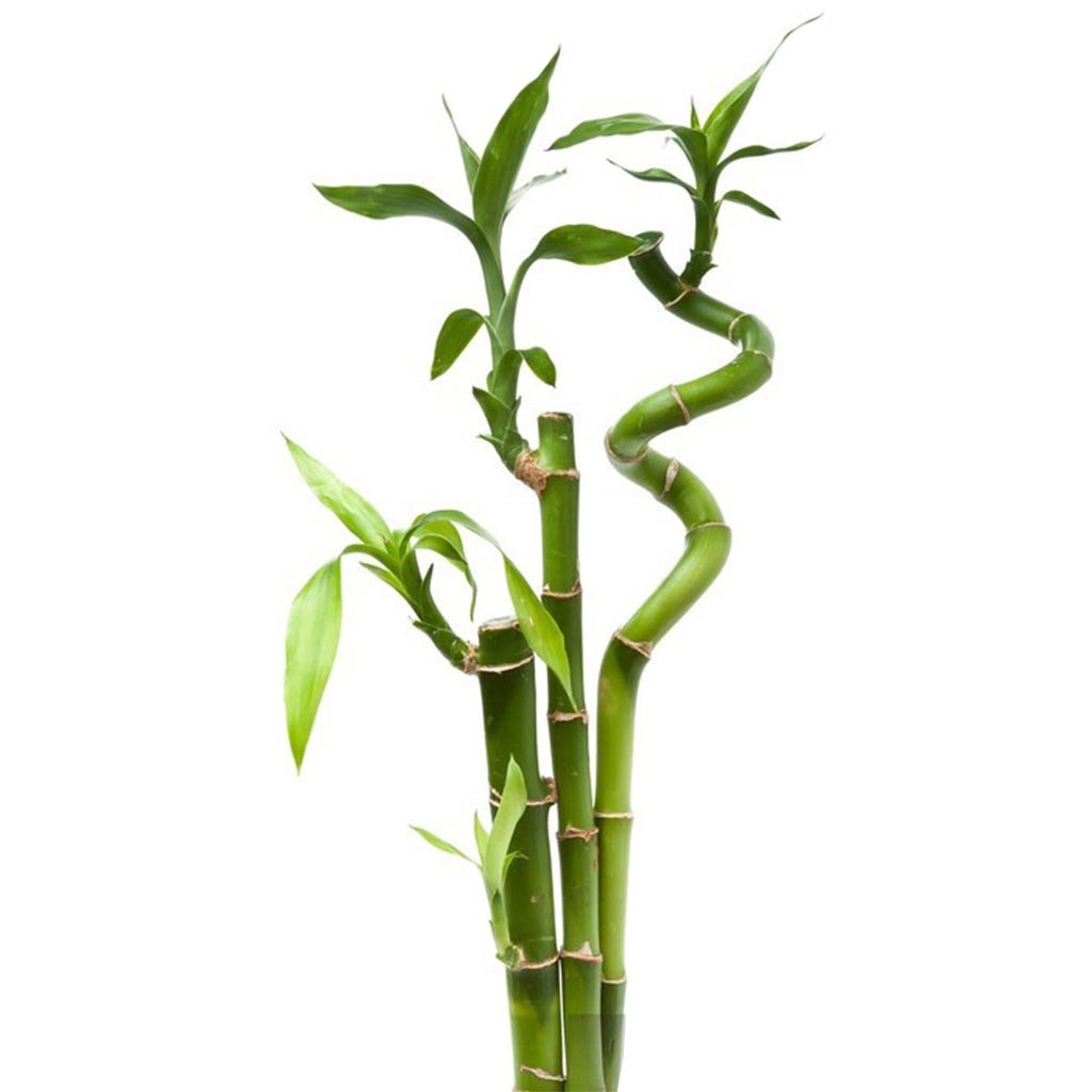 Şans Bambusu Dalı