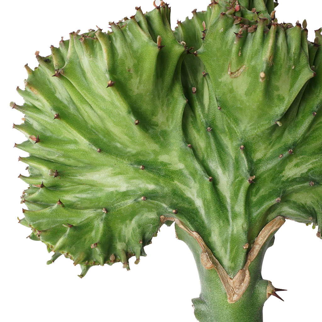 Euphorbia Lactea Cristata Green (Kaktüs) Large
