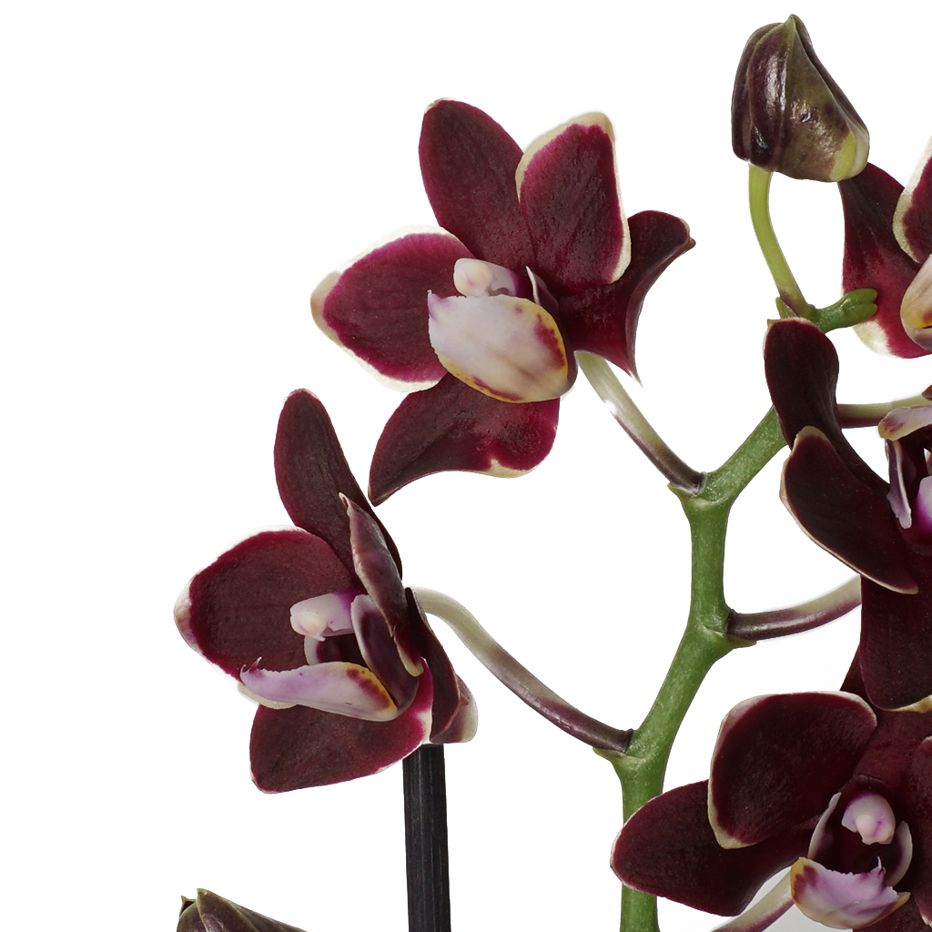 Phalaenopsis Choco Orchids Mini (Çikolata Kokulu Orkide)
