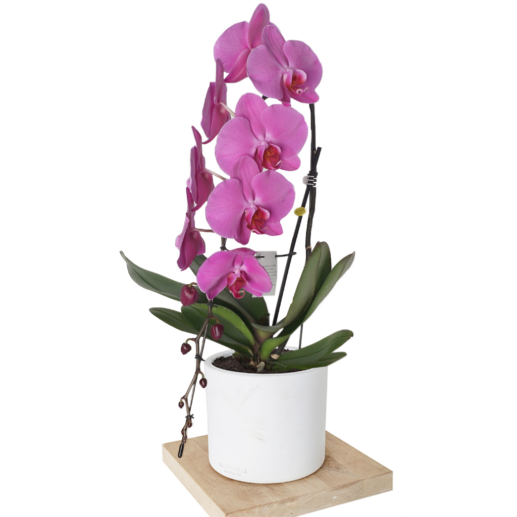 Phalaenopsis Special Purple (Çok Dallı Mor Orkide)