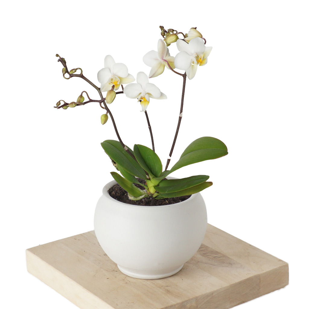 Phalaenopsis White Orchids Mini (Beyaz Orkide)