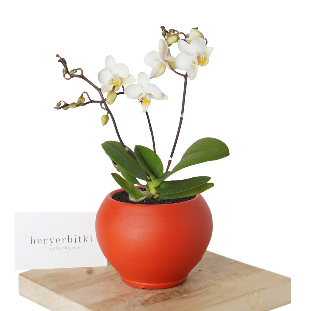 Phalaenopsis White Orchids Mini (Beyaz Orkide)