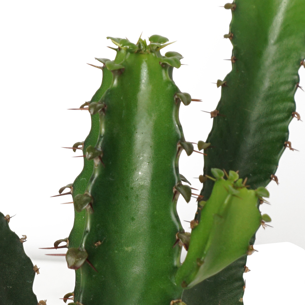 Euphorbia Triangularis (Kaktüs)