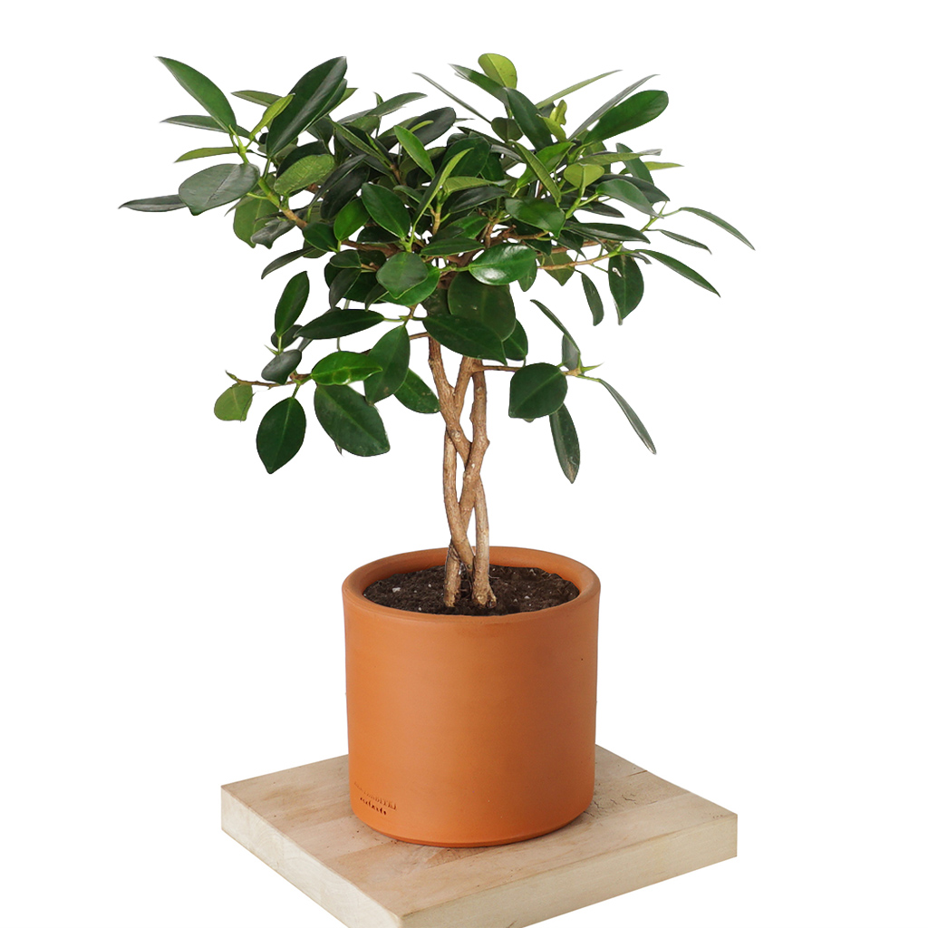Ficus Melany (Örgülü Benjamin)